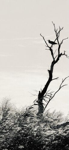Art shot