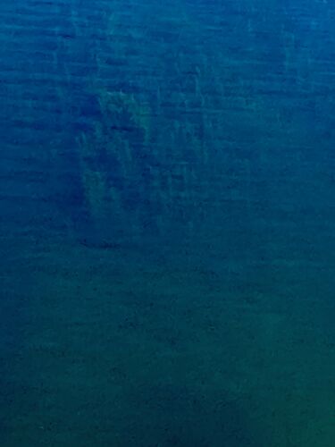 An Amazon of seaweed makes swimming difficult